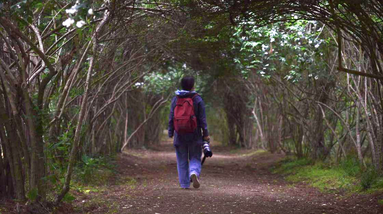 快来打卡！南京中山植物园“爱情隧道”即将繁花缀枝