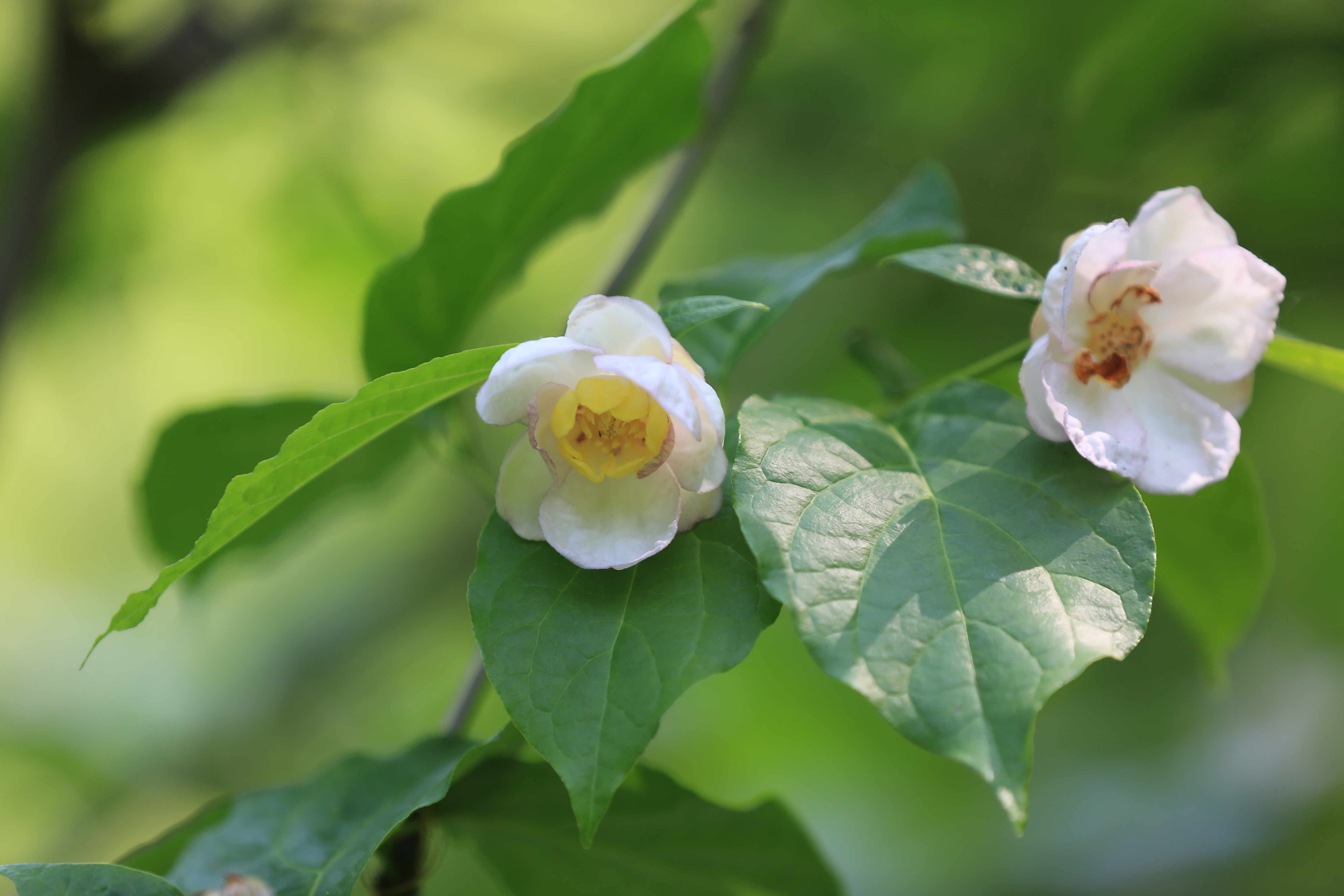 夏蜡梅•花间一盅酒