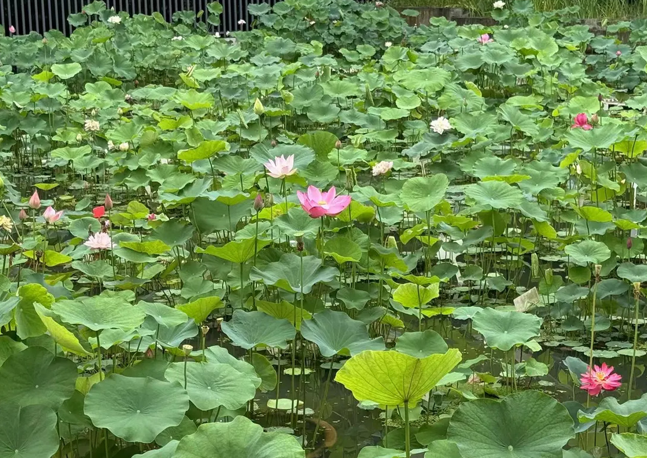 【凤凰网江苏】“水下森林”奇妙呈现！南京中山植物园上“新”