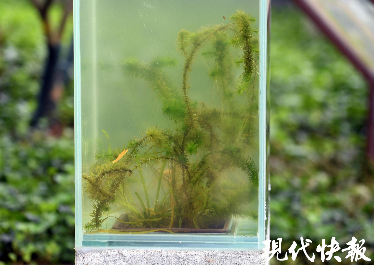 【现代快报】来赏水下森林，南京中山植物园水生园建成开园