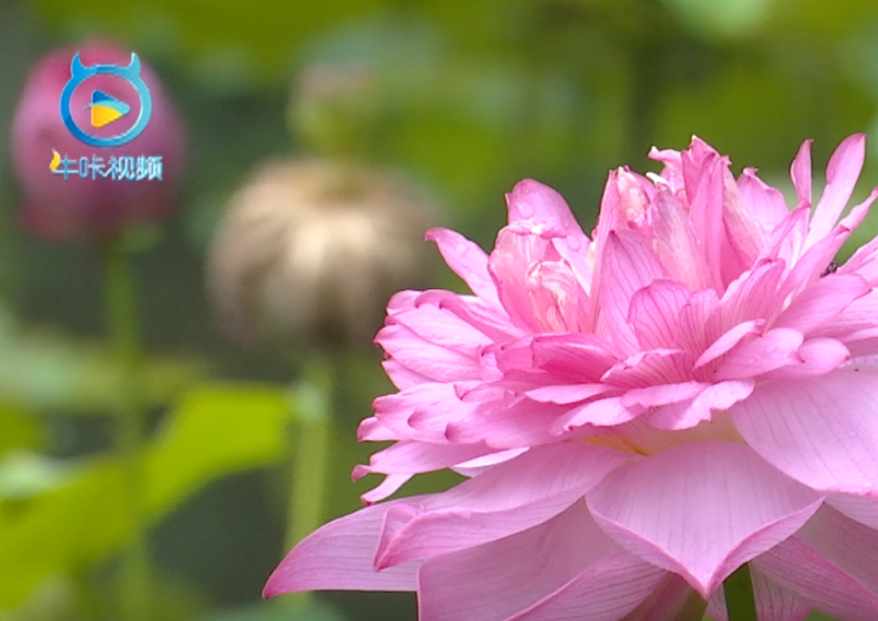 【南京广电·牛咔视频】体验“水下森林” 中山植物园水生植物园开园迎客