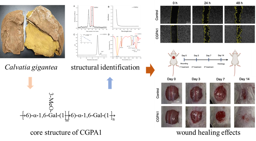 所（园）在《Carbohydrate Polymers》上发表马勃均一多糖及其促创面愈合作用的研究成果