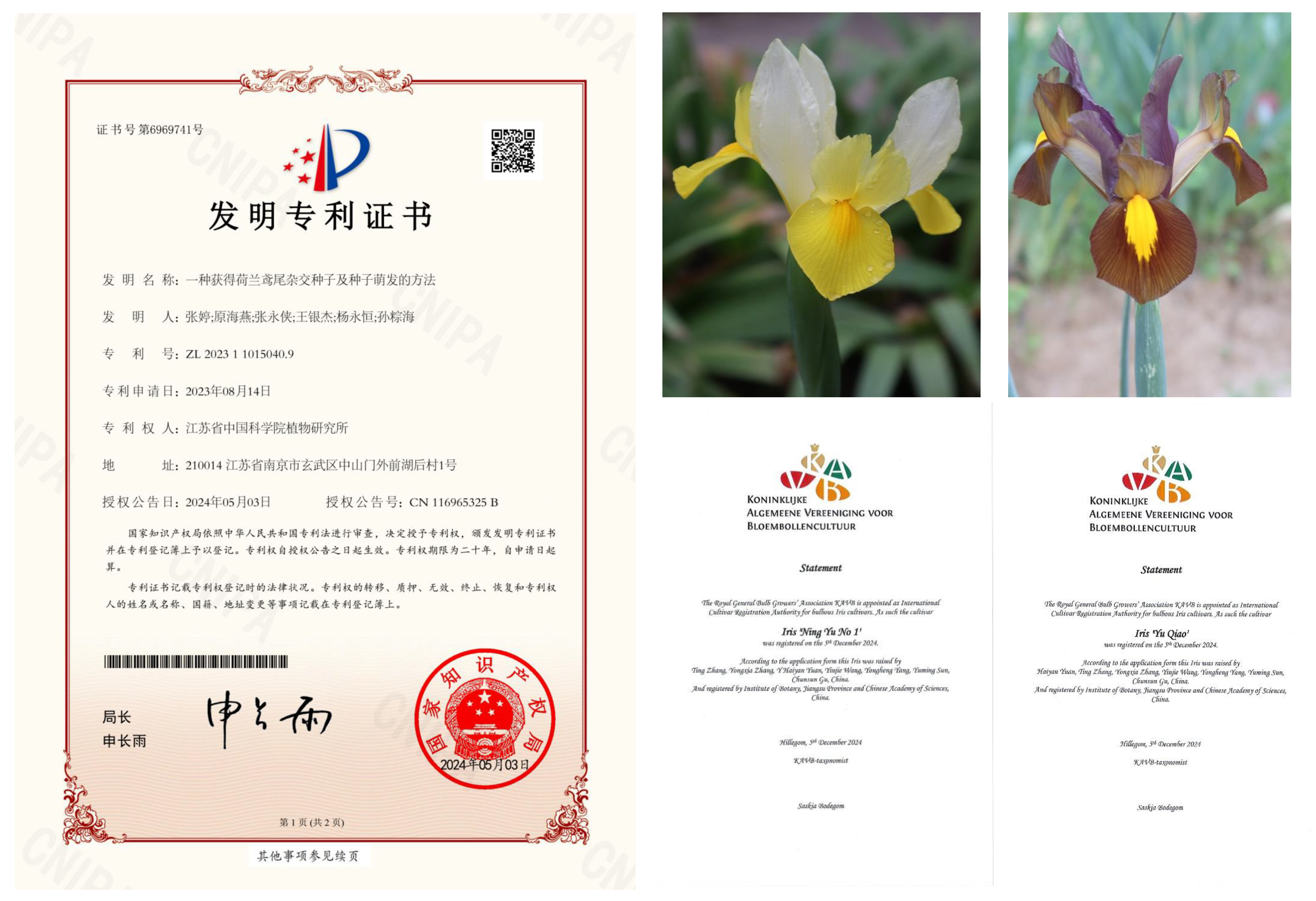 所（园）科研团队在荷兰鸢尾育种方面取得突破